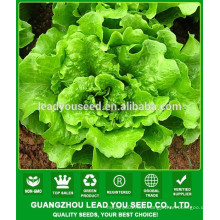 NLT02 Haodel No hybrid quality lettuce seeds factory